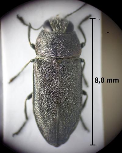 Réf. 217 067 : Anthaxia morio